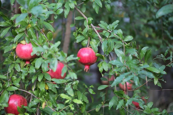 pomegranate fruit grows on the tree in autumn