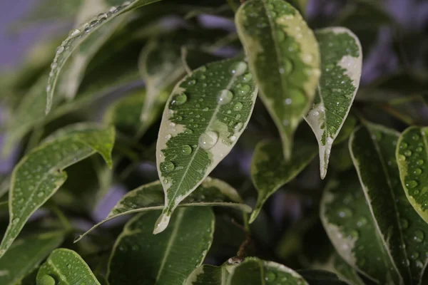 Plant ficus Benjamin is on the table — Stock Image Plant Ficus Benjamin Table Stock Image