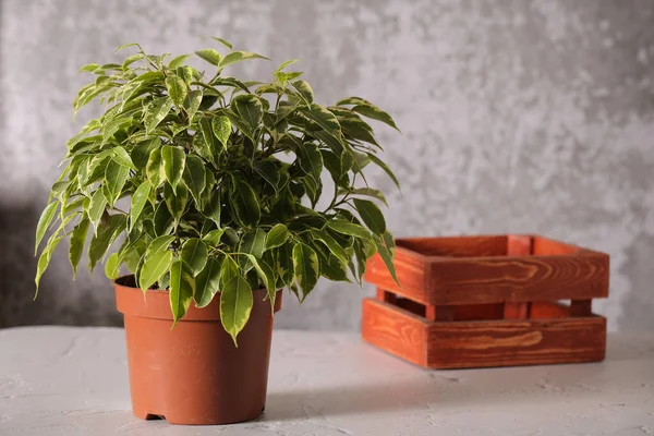 Plant ficus Benjamin is on the table — Stock Image Plant Ficus Benjamin Table Royalty Free Stock Photos