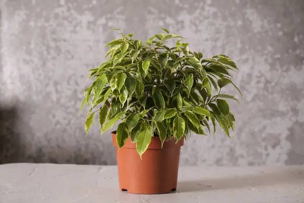 Plant ficus Benjamin is on the table — Stock Image Plant Ficus Benjamin Table Royalty Free Stock Images