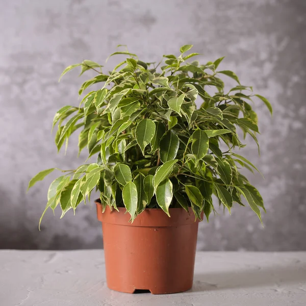 Plant ficus Benjamin is on the table — Stock Image Plant Ficus Benjamin Table Stock Image
