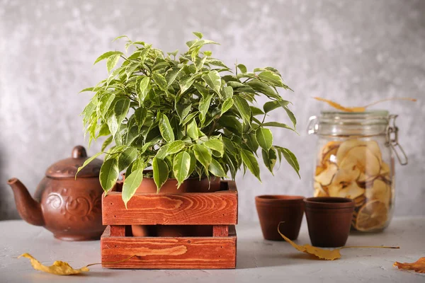 Plant ficus Benjamin is on the table — Stock Image Plant Ficus Benjamin Table Stock Photo