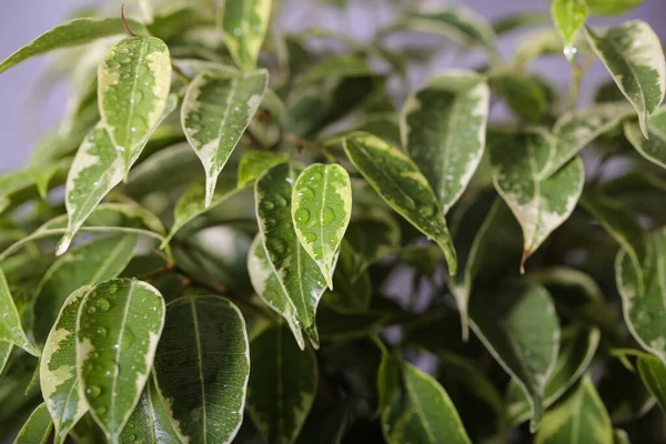 Plant ficus Benjamin is on the table — Stock Image Plant Ficus Benjamin Table Royalty Free Stock Photos