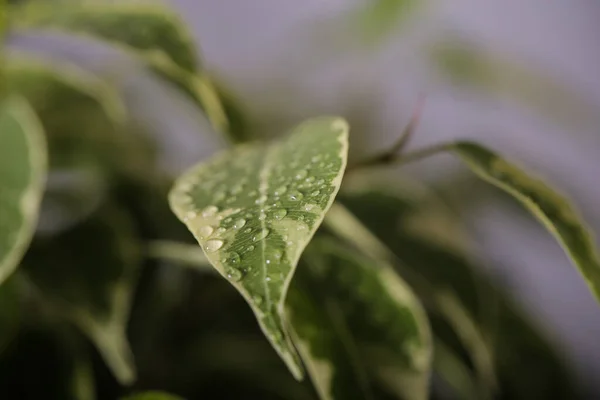 Plant ficus Benjamin is on the table — Stock Image Plant Ficus Benjamin Table Stock Picture