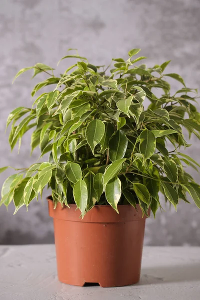 Plant ficus Benjamin is on the table — Stock Image Plant Ficus Benjamin Table Stock Image