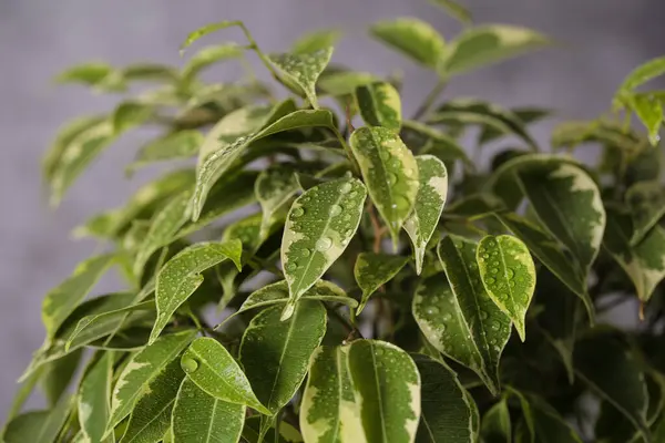 Plant ficus Benjamin is on the table — Stock Image Plant Ficus Benjamin Table Royalty Free Stock Images