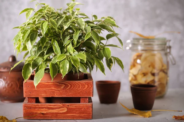 Plant ficus Benjamin is on the table — Stock Image Plant Ficus Benjamin Table Royalty Free Stock Photos