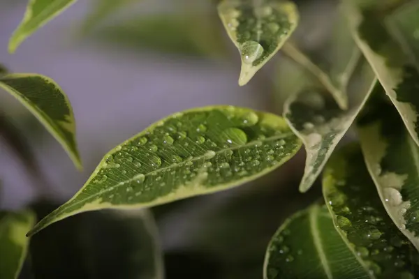 Plant ficus Benjamin is on the table — Stock Image Plant Ficus Benjamin Table Stock Image