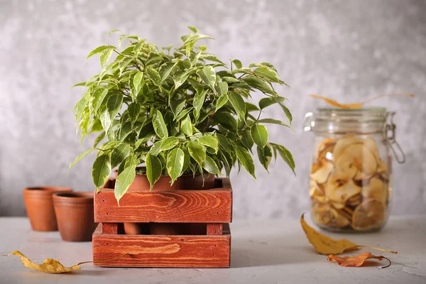 Plant ficus Benjamin is on the table — Stock Image Plant Ficus Benjamin Table Stock Image
