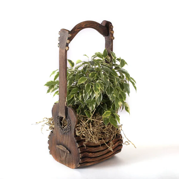 Plant ficus Benjamin stands on a white background in a wooden box — Stock Image Plant Ficus Benjamin Stands White Background Wooden Box Stock Picture