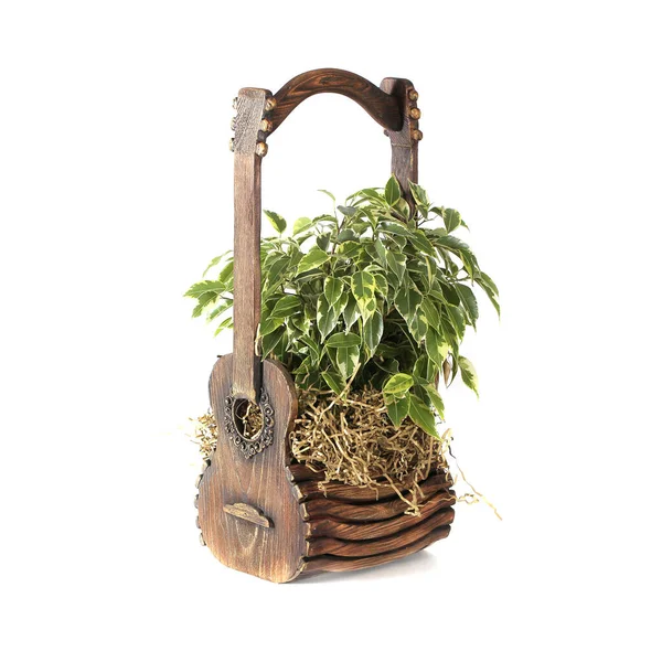 Plant ficus Benjamin stands on a white background in a wooden box — Stock Image Plant Ficus Benjamin Stands White Background Wooden Box Stock Photo