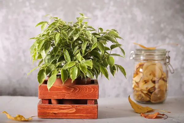 Plant ficus Benjamin is on the table — Stock Image Plant Ficus Benjamin Table Stock Picture