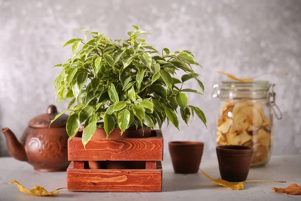 Plant ficus Benjamin is on the table — Stock Image Plant Ficus Benjamin Table Royalty Free Stock Photos