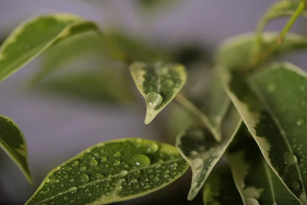 Plant ficus Benjamin is on the table — Stock Image Plant Ficus Benjamin Table Stock Picture