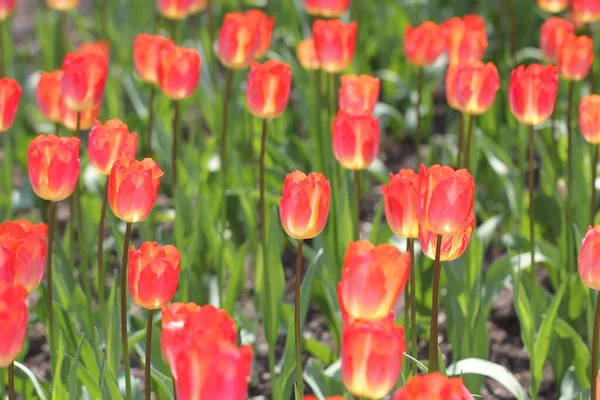 tulips flowers grow in a flower bed on a sunny day
