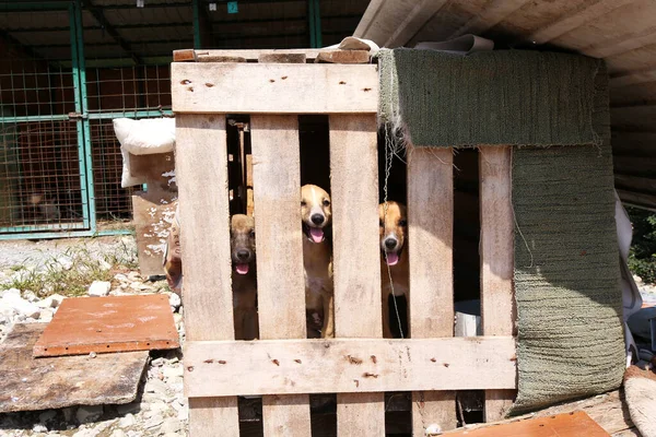 homeless dogs in the kennel are sitting in cages