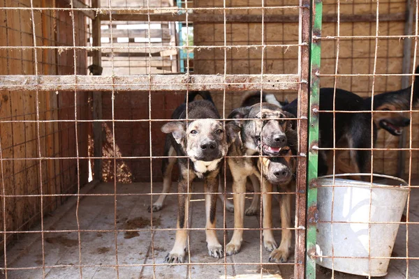 homeless dogs in the kennel are sitting in cages