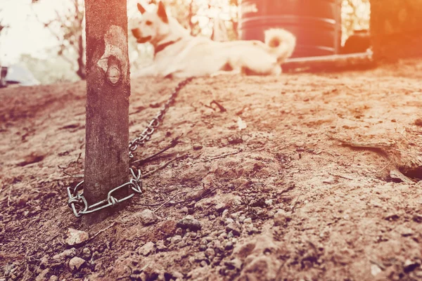 Фотографии прикованных собак — стоковое фото