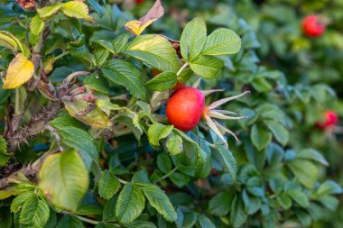 Olgun biberler: Sonbaharda yabani gülün dikenli çalılarında parlak kırmızı meyveler
