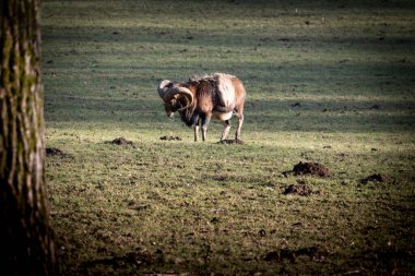 Vahşi yaşam portresi: Mouflon (Ovis aries musimon) vahşi doğada