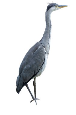 Gri Heron portresi: Beyaz arka planda izole edilmiş zarif kuş (Ardea cinerea)