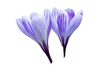 Beyaz ve şeffaf arkaplanda yalıtılmış güzel, mor çiçek açan çömlek.