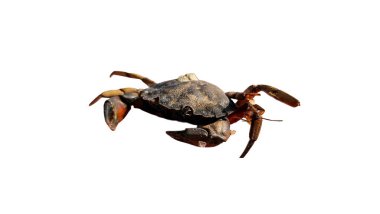 Beyaz Yengeç: Yakından izole edilmiş kıyı yengeci (Carcinus maenas)