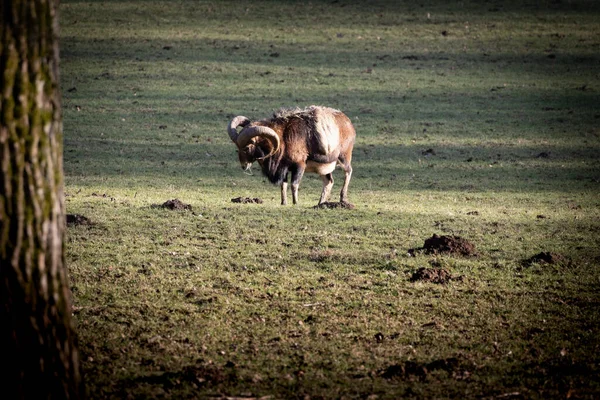 Vahşi yaşam portresi: Mouflon (Ovis aries musimon) vahşi doğada