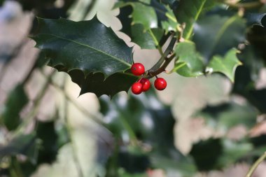 Kırmızı böğürtlenli Holly ağacı dalı (German European Holly). seçici odak