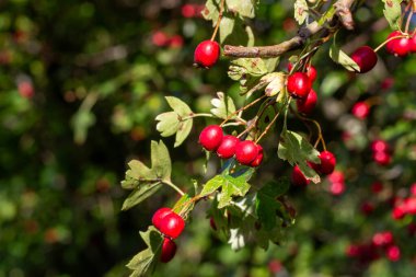 Hawthorn 'da parlak kırmızı gül kalçalarının yakın çekimi