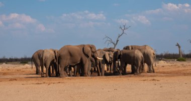 Botsvana 'daki Chobe Ulusal Parkı' nda bir fil sürüsü kuru bir su birikintisi etrafında toplanıyor.