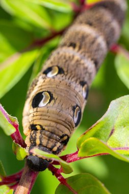 Bir fil şahin güvesi tırtılının bitki sapında dinlenirken makro çekimini kapat.