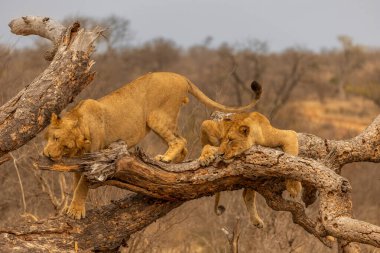 Güney Afrika 'daki Kruger Ulusal Parkı' nda düşen bir ağaç gövdesinde oynayan iki genç aslan.