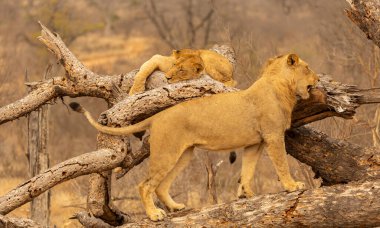 Güney Afrika 'daki Kruger Ulusal Parkı' nda düşen bir ağaç gövdesinde oynayan aslanlar.