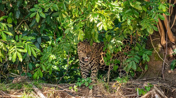 Brezilya 'daki Pantanal sulak alanlarındaki sık yeşil orman bitkilerinden bir vahşi jaguar ortaya çıkıyor.