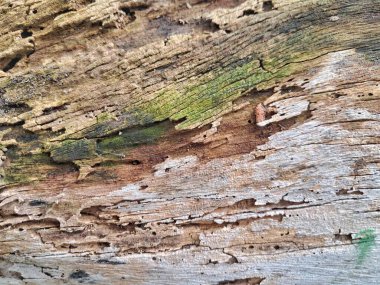 Yıpranmış ahşap dokuyu termit hasarıyla kapatın. Marangozluk, inşaat çürümesi ve haşere kontrol konsepti için eski çürük ağaç kabuğu arka planı.