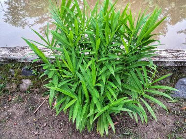 Bitkisel tıp konsepti için bahçede bol bol yetişen taze yeşil zencefilli bitkiler..