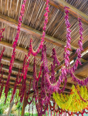 Chili biberleri, kuruması için asılmış (Girit, Yunanistan)