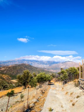 Yunan adası Girit 'te zeytin ağaçları boyunca bir patika