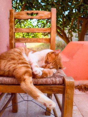 Bir sandalyede turuncu ve beyaz bir kedi oturuyor (Plakias, Girit, Yunanistan)
