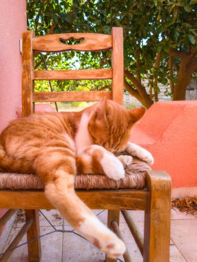 Bir sandalyede turuncu ve beyaz bir kedi oturuyor (Plakias, Girit, Yunanistan)