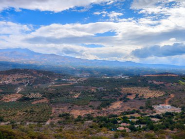Akdeniz 'deki Girit adasındaki zeytin tarlaları (Yunanistan)