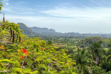 Yemyeşil Tütün Vadisi Doğu Küba 'da Yeşil Karst Manzarası