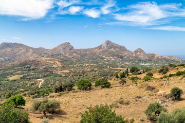Akdeniz 'deki Girit adasındaki zeytin tarlaları (Yunanistan)