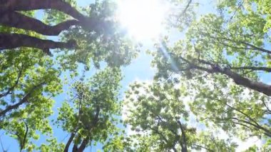 POV, alçak açılı bir manzarayla tropikal bir ormanda yürüyor, yüksek ağaçlar ve görünür dallar, yemyeşil ve dallı orman atmosferini yakalıyor.