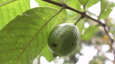 Yeşil yapraklı bir dalda yetişen guava meyvelerinin yakın çekim görüntüsü, güneşli gün ışığında yakalanır.