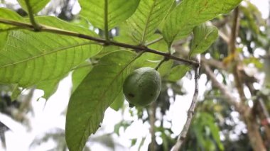 Taze guava meyveleri bir ağaç dalında asılı. Parlak gün ışığında yemyeşil yapraklarla çevrili.
