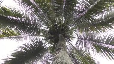 Tepesinde yeşil hindistan cevizi kümesi olan yüksek hindistan cevizi palmiyesinin alçak açısı tropikal manzarayı ve doğal bitkileri temsil eder.