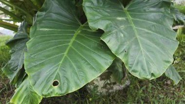 Çerçeveyi dolduran canlı yeşil taro yaprakları, verimli tropikal yapraklar, doğal dokular ve taze bitki büyümesi sergiliyor.