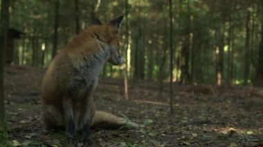 Sıkılmış fox esneme